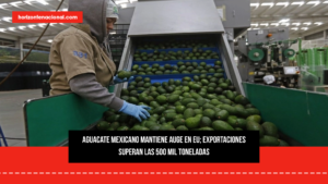 Aguacate mexicano mantiene auge en EU; exportaciones superan las 500 mil toneladas
