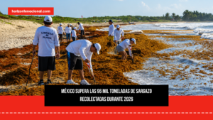 México supera las 96 mil toneladas de sargazo recolectadas durante 2026