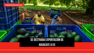 EU reactiva inspecciones de aguacate en Michoacán; Sader celebra regreso de exportaciones
