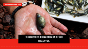 Lago de Texcoco recupera biodiversidad: mexcalpique regresa y ya preparan zonas para ajolotes