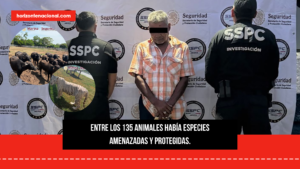 Tigres, jaguares y monos araña: 35 animales en riesgo estaban entre los 135 asegurados en Tamaulipas
