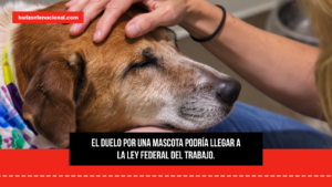 México busca reconocer el duelo por mascotas como un derecho laboral