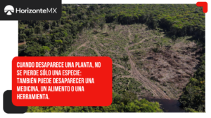 Cambio climático amenaza con borrar hasta 39% de las plantas que sostienen la vida indígena en la Amazonia