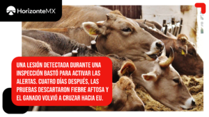 Un becerro frenó temporalmente exportaciones de Sonora; pruebas descartaron fiebre aftosa